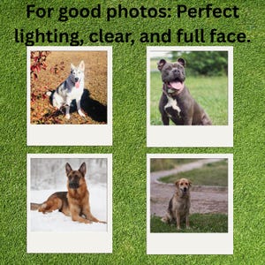 May include: A graphic display featuring the text For good photos: Perfect lighting, clear, and full face. Below the text are four square polaroid-style frames containing photographs of a white husky, a grey pit bull, a German shepherd, and a tan dog.