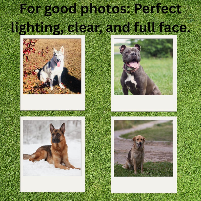 May include: A graphic display featuring the text For good photos: Perfect lighting, clear, and full face. Below the text are four square polaroid-style frames containing photographs of a white husky, a grey pit bull, a German shepherd, and a tan dog.