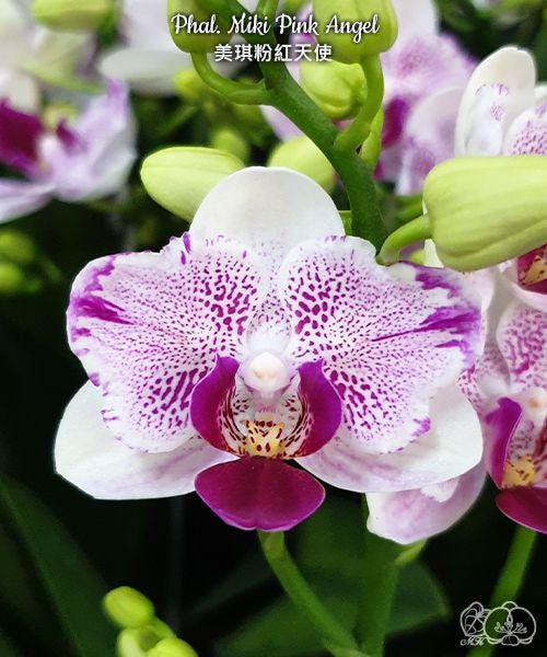 Phal. Miki Pink Angel (peloric)