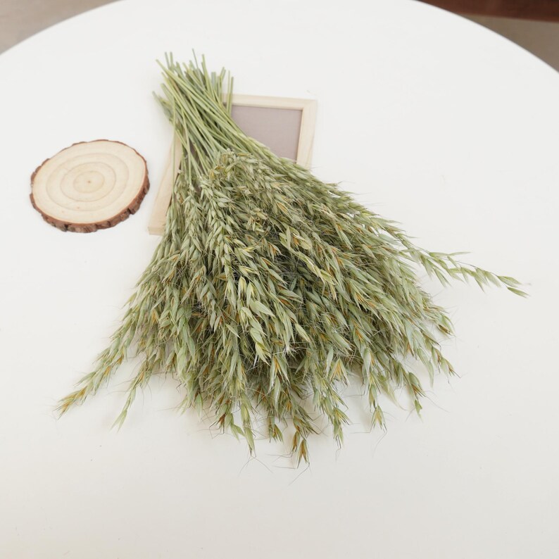 May include: A bunch of dried oat grass, also known as wild oats, with long, slender green stems and seed heads. The grass is arranged in a loose bundle and is ready to be used in a floral arrangement or craft project.