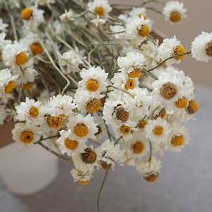 Può includere: Un mazzo di fiori bianchi secchi con centri gialli. I fiori sono disposti in un vaso e sono a fuoco.