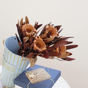 Natural Protea Flower，Dried protea flower,Dried flower decoration, wedding dried flower arrangement