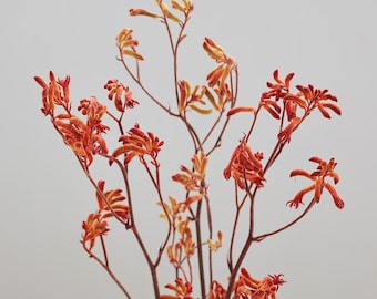 Forever Orange fascinating Kangaroo Paws Branches