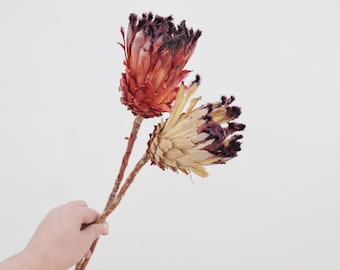 Natural Protea Flower Dried Blush Banksia stems Dried flower decoration