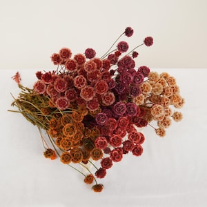 Preserved Scabiosa Stems, Preserved Scabiosa, Dried Scabiosa, Wedding Home Decor, DIY Dried Flowers