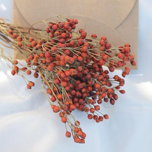 Peut inclure: Un bouquet de baies rouges séchées avec des tiges brunes, disposé sur un fond clair. Les baies sont petites et rondes, avec un aspect légèrement texturé. L'ensemble est naturel et rustique, pour la décoration.