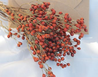 Mini Berries Stem Rosehip Stem Terracotta Wedding Bouquet Filler Home Floral Decor Dark Red to Orange Red Rosehips