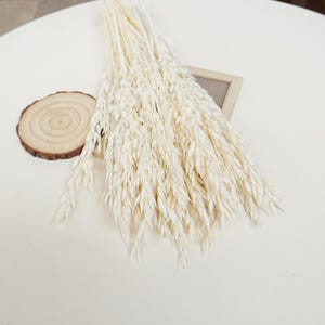 May include: A bunch of dried white oat grass stems, arranged together. The stems are long and slender, with feathery plumes at the ends. The oat grass is a natural, rustic element that can be used in a variety of decorative arrangements.