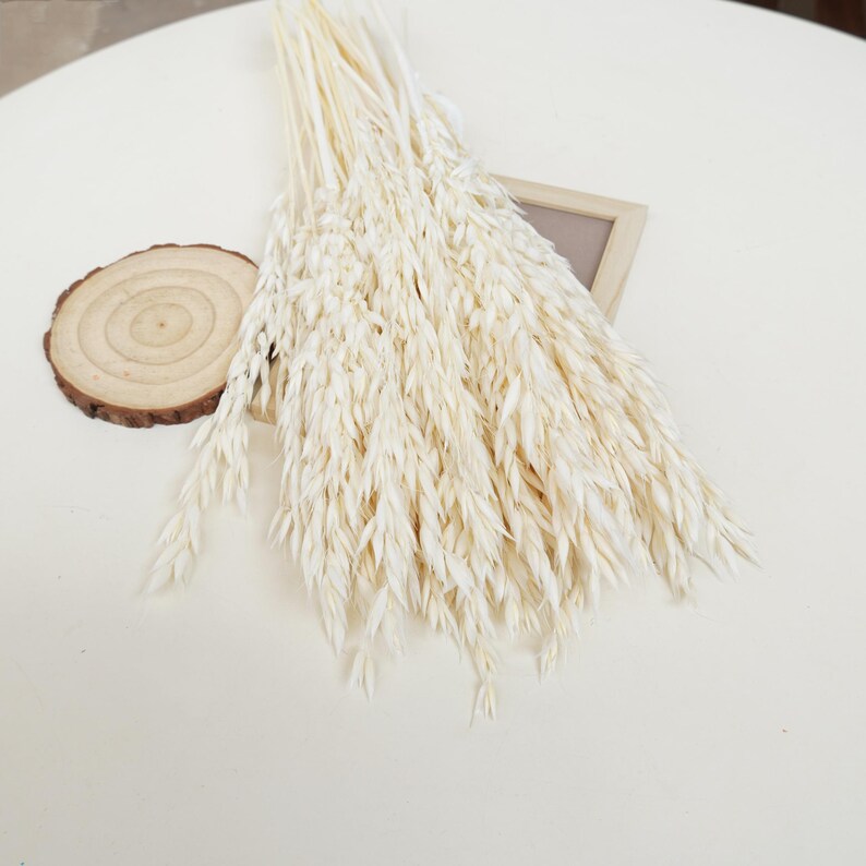 May include: A bunch of dried white oat grass stems, arranged together. The stems are long and slender, with feathery plumes at the ends. The oat grass is a natural, rustic element that can be used in a variety of decorative arrangements.