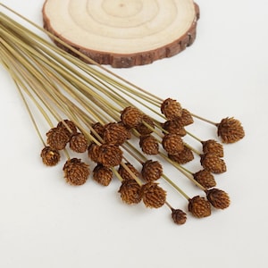 May include: A bunch of dried brown flower stems with small, spiky brown flower heads.