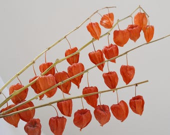 Physalis Flowers Dried Flower Physalis branches Dried Physalis Dried Chinese Lantern Pods Physalis pods Fall decor