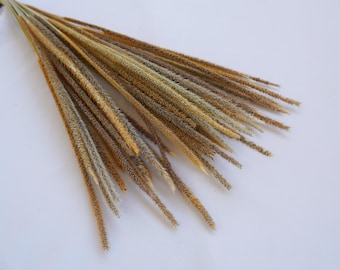 May include: A bunch of dried brown and beige grass stems with feathery tips.