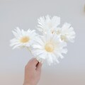 Cream Dried Protea Flower Stem  Bleaches Super Cut Protea Flowers