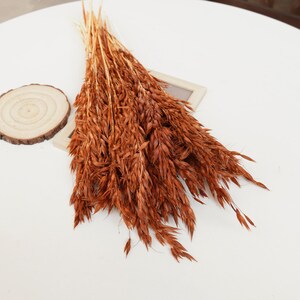 May include: A bunch of dried brown oat grass, also known as bunny tails, arranged in a fan shape on a white surface.
