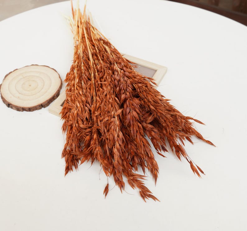 May include: A bunch of dried brown oat grass, also known as bunny tails, arranged in a fan shape on a white surface.