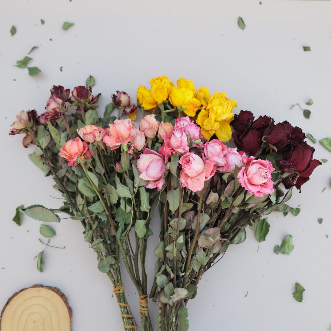 Toffee Spray Roses Dried Spray Roses Real Preserved Flowers, Burgundy, Yellow, Toffee ...