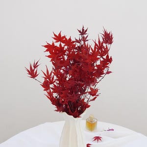 Konservierte Ahornblätter, Rot + Orange Ahornblätter, Herbst / Winter Trockenblumen für Inneneinrichtung, Hochzeitsblumenschmuck, Trockenblume