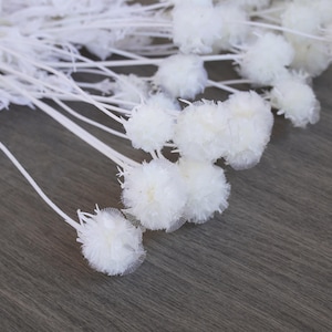 Preserved White Scabiosa, Dried Scabiosa, Dried Flower Decoration, White Dried Flowers