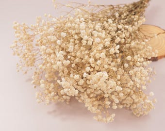 Preserved Cream Baby's Breath, Dried Gypsophilia Bouquet (16-18 inches)
