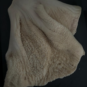 Beef tripe (Shaki)