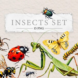Insekten Clipart | Realistische Käfer Illustration Design | Aquarell PNG | Hexapods Stickers Elements | Enzyklopädische Digitale Gottesanbeterin