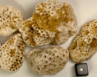 Misc. lot of 5 Calcite Corals