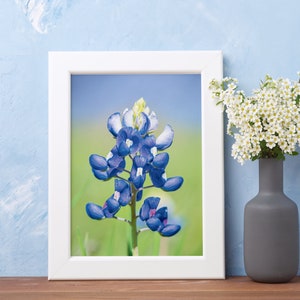Bluebonnet Flower Print: Texas Spring Botanical Art (Digital Download)