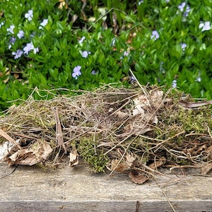 Natural Bird Nest, Real Bird Nest, Nest Home Decor, Jenny Wren Nest, Natural Decor