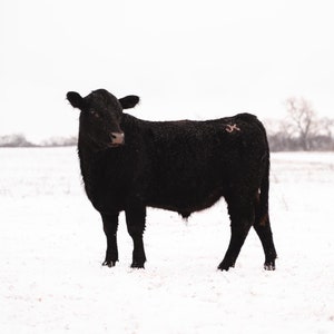 Black Angus Cow Digital Print  - Color & Black and White