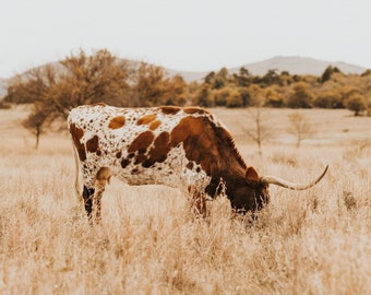Texas Longhorn Cow Digital Print - Mary Anne - Color & Black and White