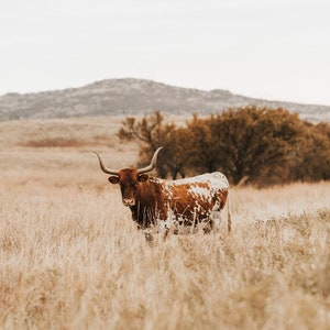 Texas Longhorn Cow Digital Print - Jolene - Color & Black and White