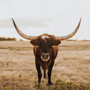 Texas Longhorn Cow Digital Print - Sage - Color & Black and White