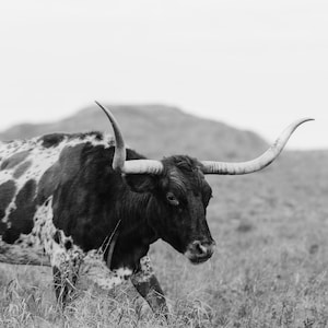 Texas Longhorn Cow Digital Print - June - Color & Black and White