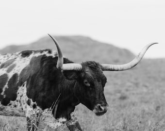 Texas Longhorn Cow Digital Print Zuni Color & Black and White - Etsy