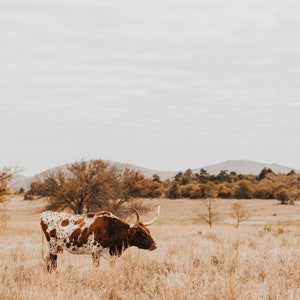 Texas Longhorn Cow Digital Print - Rex - Color & Black and White