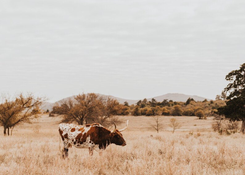 Rex Cow Texas Longhorn Cow Digital Print - Rex - Color & Black and White - Etsy