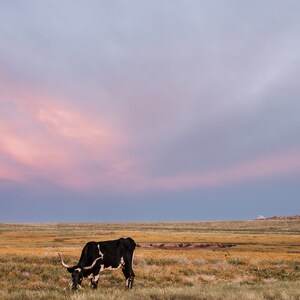 Texas Longhorn Cow Digital Print - Remi - Color & Black and White