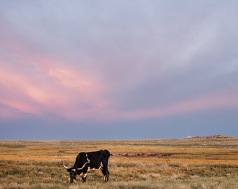 Texas Longhorn Cow Digital Print - Remi - Color & Black and White