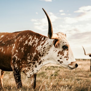 Texas Longhorn Cow Digital Print - Sue - Color & Black and White