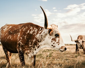 Texas Longhorn Cow Digital Print - Sue - Color & Black and White