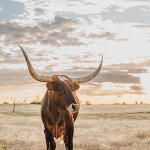 Texas Longhorn Cow Digital Print - Zuni - Color & Black and White