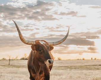 Texas Longhorn Cow Digital Print - Zuni - Color & Black and White
