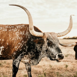 Texas Longhorn Bull Digital Print - Langston - Color & Black and White