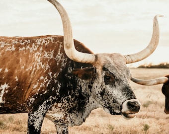 May include: A brown and white spotted longhorn steer with long, curved horns stands in a field of dry grass.