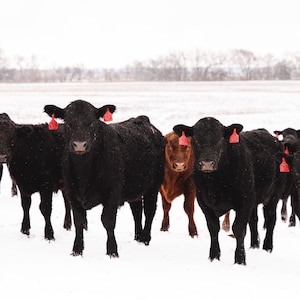 Snowy Black Angus Cattle Digital Print  - Color & Black and White