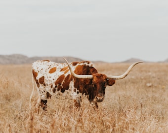 Texas Longhorn Cow Digital Print - Kate - Color & Black and White