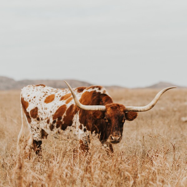 Texas Longhorn Cow Digital Print - Kate - Color & Black and White