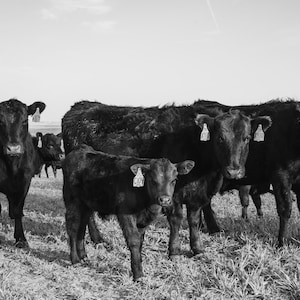 Black Angus Cattle Digital Print  - Color & Black and White