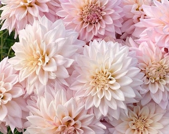 Mocha Jake Dahlia *Rare*