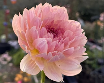 Joel's Favourite Dahlia
